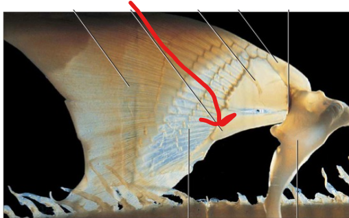 <p>The posterior (or elongated) basal pterygiophore supporting the proximal end of pectoral and pelvic fins</p>