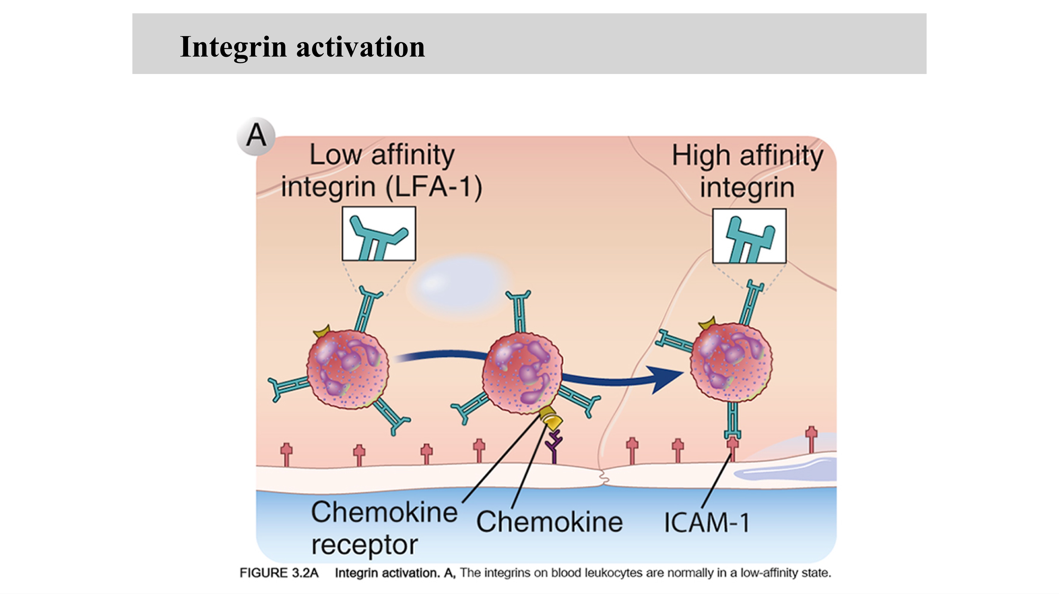 <p>Integrin is _</p><p>ICAM is _</p>