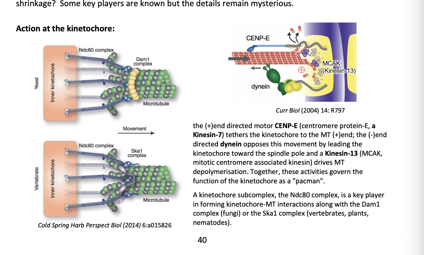 <ol><li><p>+ end directed motor <strong>CENP-E</strong></p><ul><li><p>(centromere protein E, <strong>a Kinesin-7</strong>)</p></li><li><p>tethers the kinetochore to the MT (+) end</p></li></ul></li><li><p>- end directed <strong>dynein</strong> </p><ul><li><p>opposes this movement by leading the kinetochore toward the spindle pole</p></li></ul></li><li><p><strong>Kinesin-13</strong> (MCAK→ mitotic centromere associated kinesin)</p><ul><li><p>drives MT depolymersation</p></li></ul></li></ol><p></p>