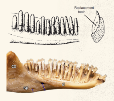 <ul><li><p>anchored on the inside of the jaw bone</p></li><li><p>lizards</p></li></ul><p></p>
