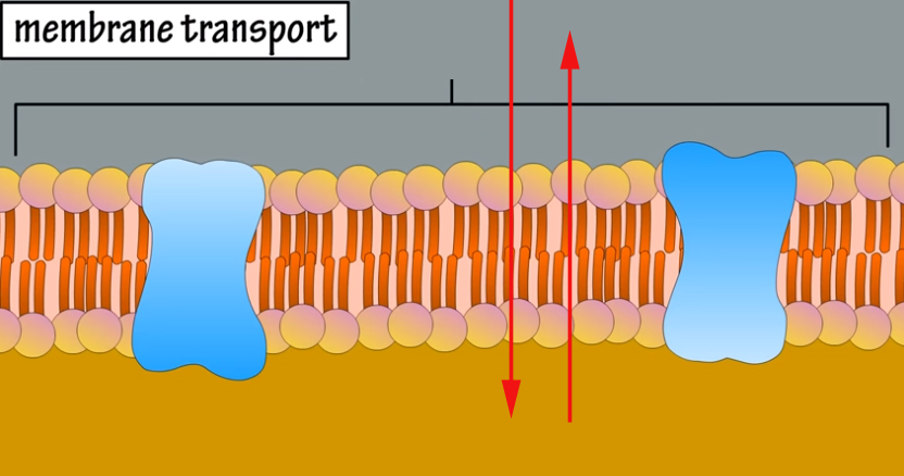 <p><span>Substances that are _____________ are not able to move across this region without some sort of assistance.</span></p>