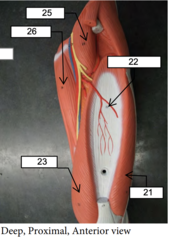 <p>21</p>