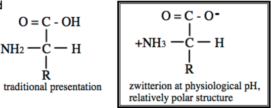 <p>•At physiological pH, AAs are ionized; Protonated amine group and Deprotonated carboxyl group</p><p>•No net charge (except R group)</p><p>•This increases polarity; i.e., makes AAs more water soluble</p>