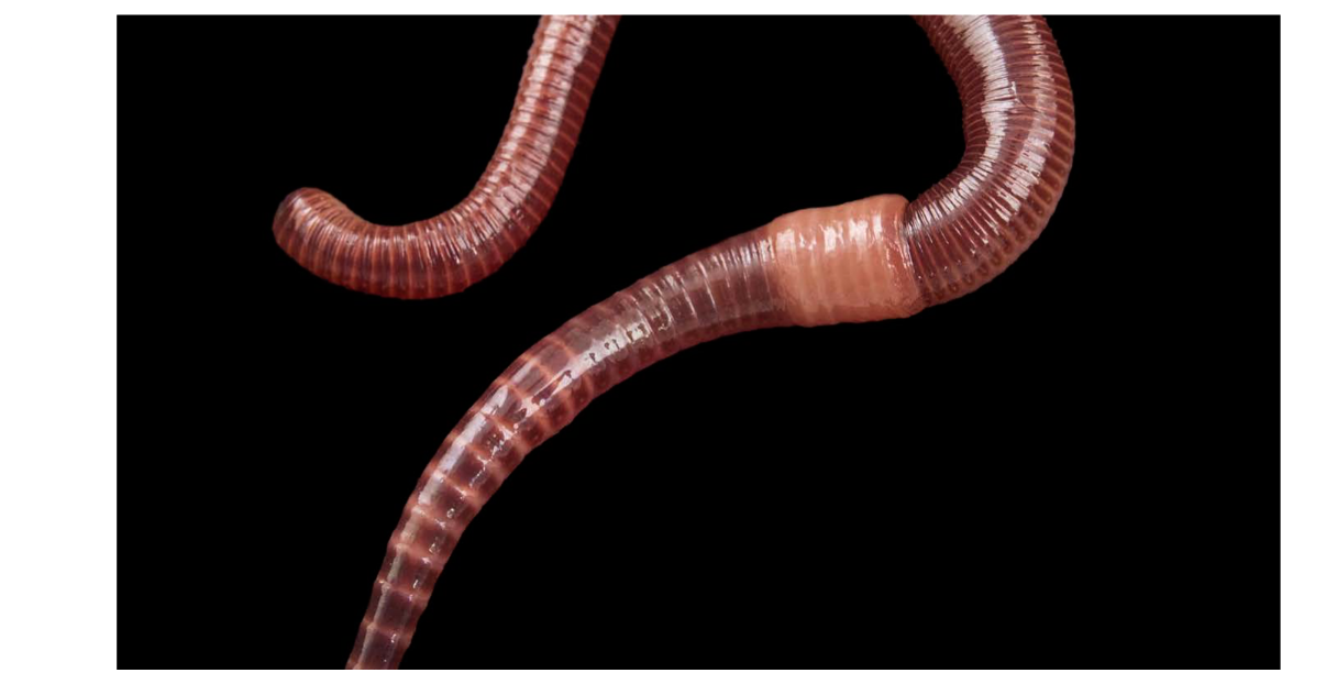 <p>What is this</p><p>To what Phylum does this belong</p><p>What type of symmetry does this posses</p>