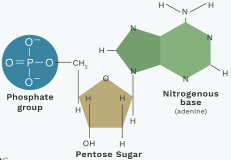 <p>nucleotide</p>