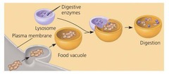<p>A food vacuole binds with a lysosome, and the enzymes in the lysosome digest the food, releasing nutrients into the cell.</p>