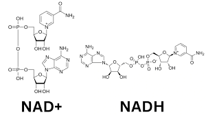 <p>NADH</p><ul><li><p><strong><mark data-color="rgba(0, 0, 0, 0)" style="background-color: rgba(0, 0, 0, 0); color: inherit;">a vital coenzyme acting as a primary electron carrier in cellular respiration, shuttling electrons from catabolic pathways like glycolysis and the TCA cycle to the electron transport chain (ETC</mark></strong></p></li></ul><p></p>