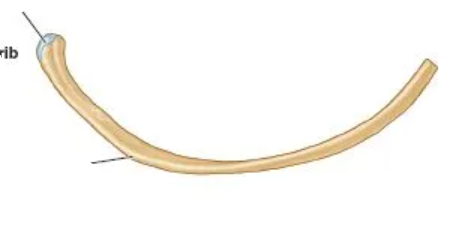 <p>what rib is this and what are the parts</p>