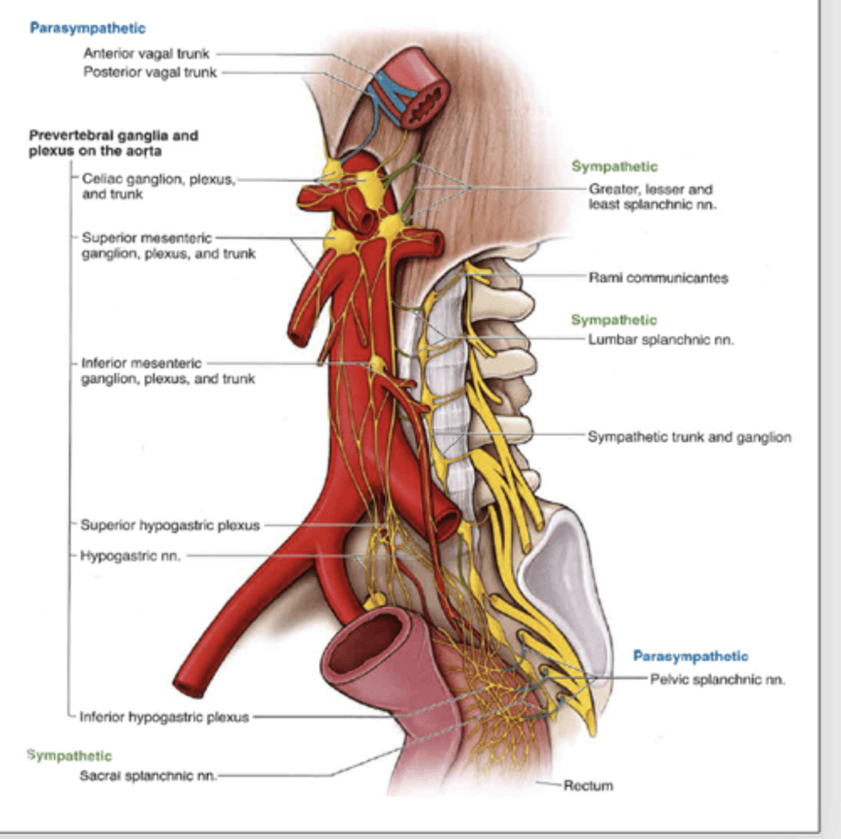 <p>what does the superior hypogastric plexus innervate? </p>