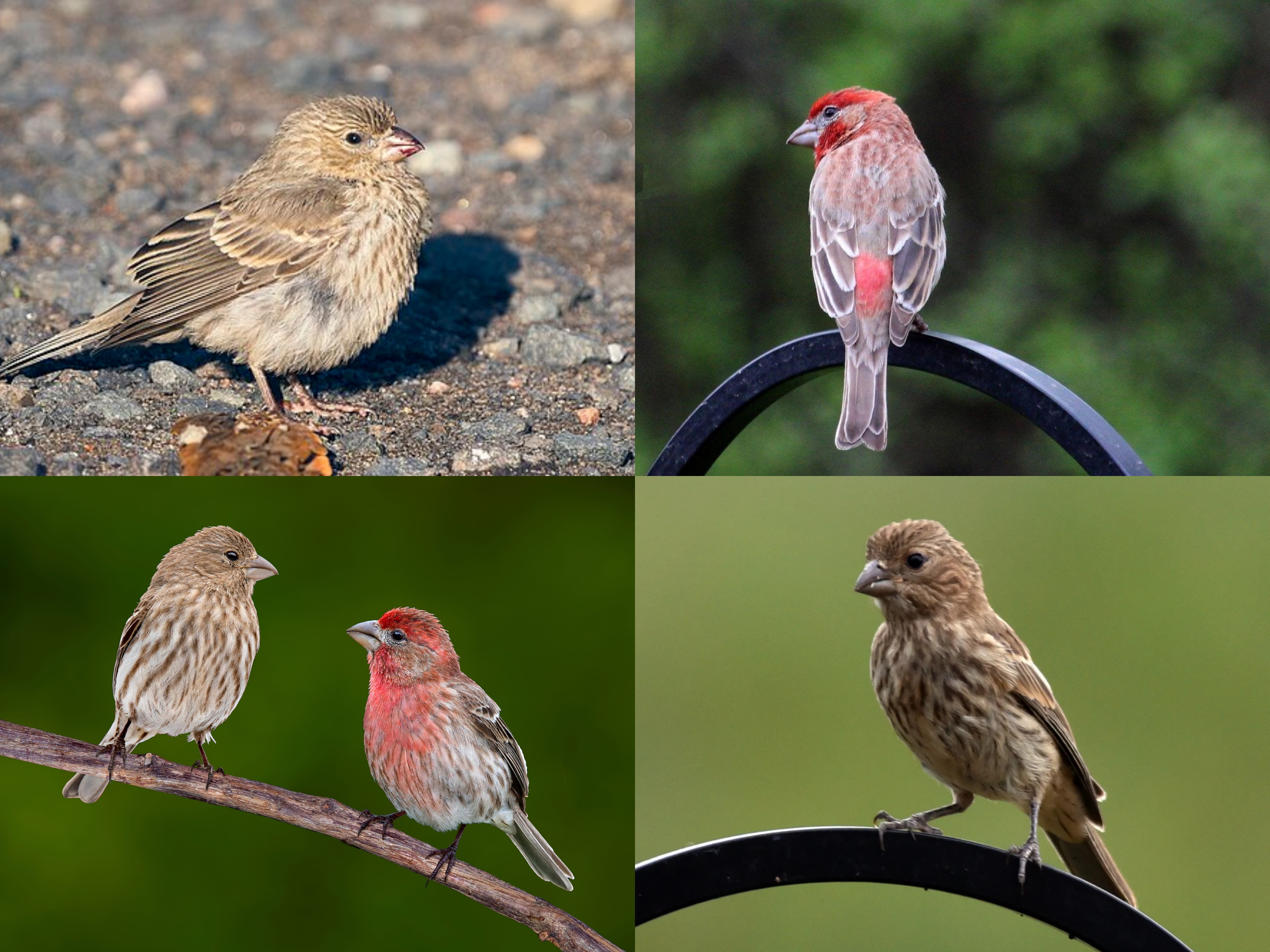 <p>Order: Passeriformes</p><p>Family: Fringillidae</p><p>CN: House Finch</p><p>Alpha Code: HOFI</p>