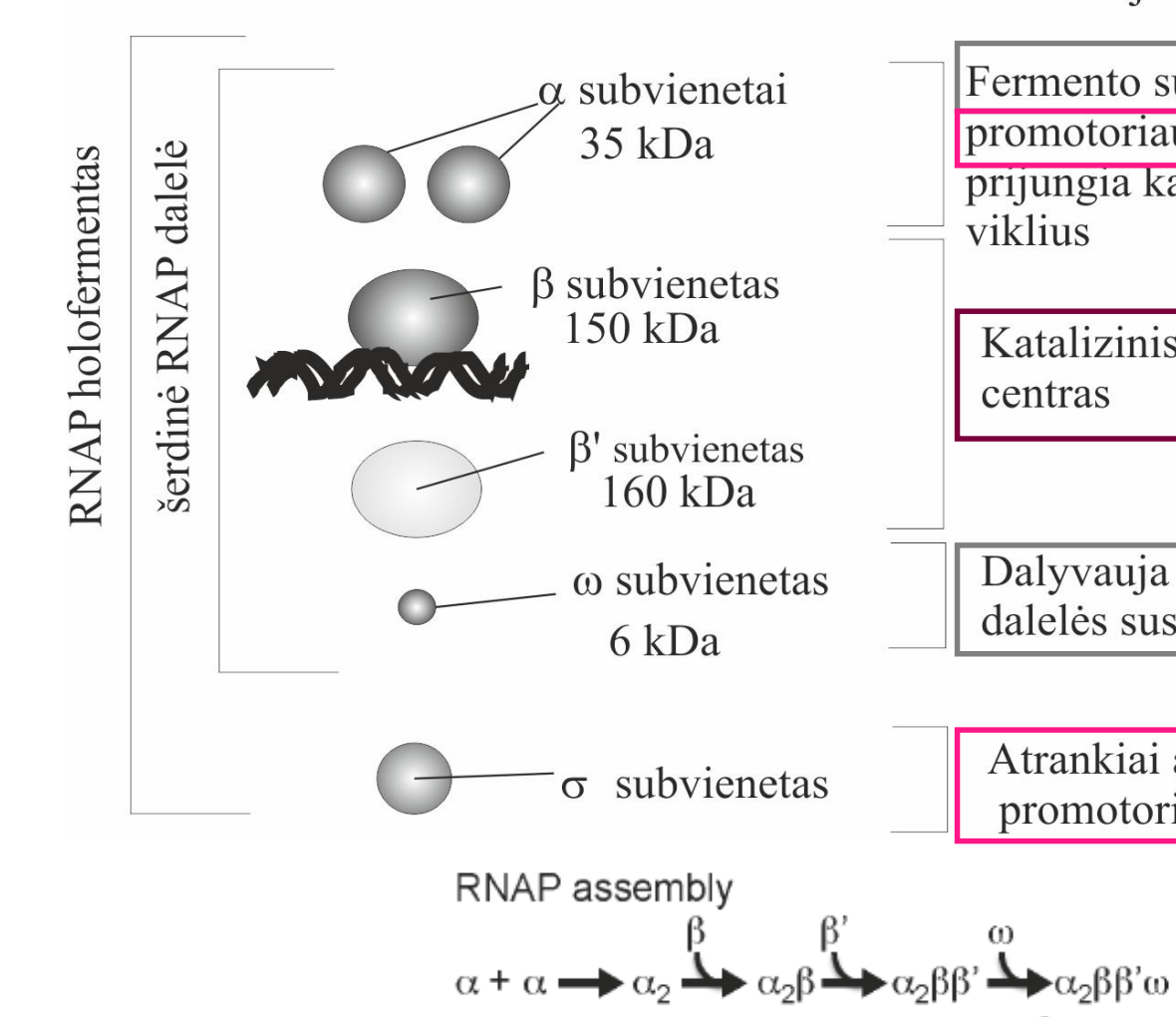 <p><strong>• Šerdinė dalelė </strong>(apie 400 kDa ) </p><ul><li><p>2 α subvienetai ( αI, αII) </p></li><li><p>β suvienetas </p></li><li><p>β‘ subvientas </p></li><li><p>ω (omega) subvientas </p></li></ul><p><strong>• Holofermentas </strong></p><ul><li><p>+ σ (sigma)</p></li></ul><p></p>