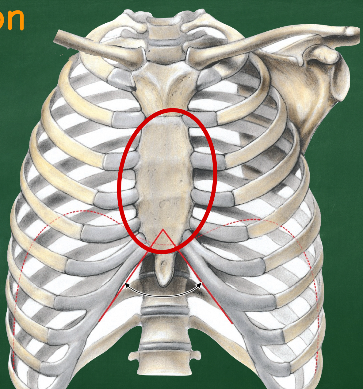 <p>Which part of the sternum is in the middle?</p>