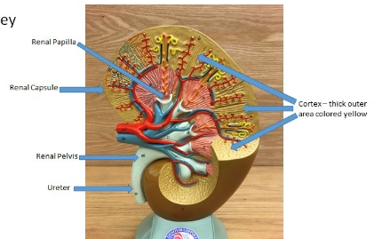 <p>cortex, ureter, renal pelvis, renal capsule, renal papilla</p>