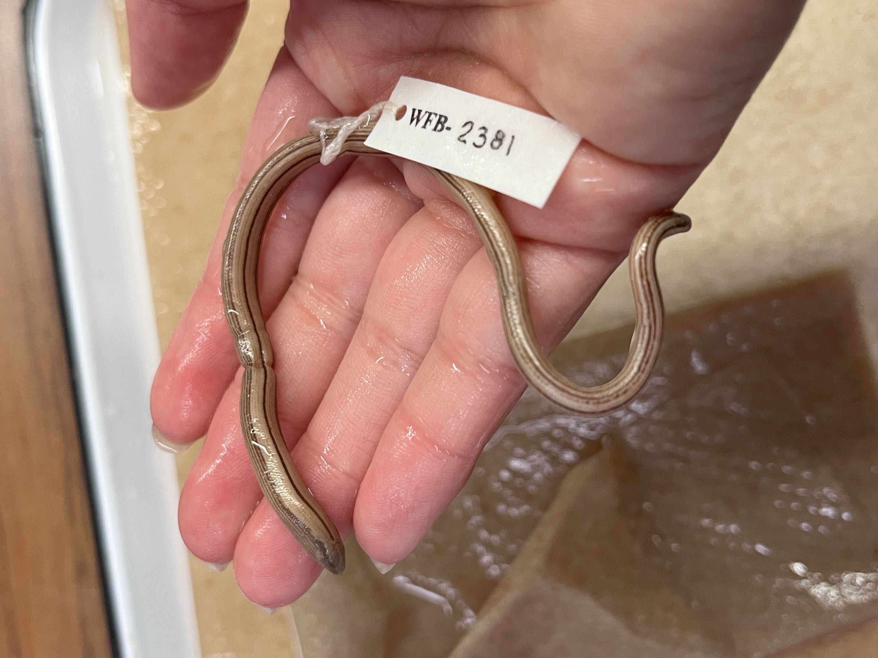 <p>Family + Species?</p><ul><li><p><strong>no legs</strong></p></li><li><p><strong>eyelids</strong></p></li></ul><p></p>