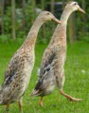 <p>welk type eend is dit</p>