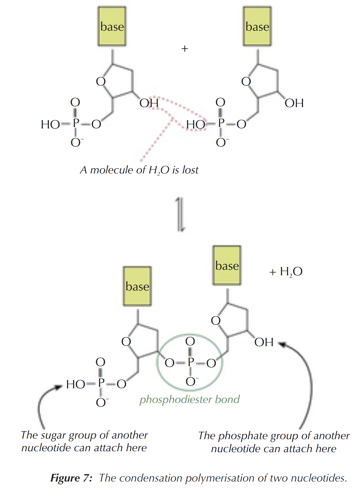 <p>Condensation polymerisation:</p><ul><li><p>a molecule of water is lost &amp; a covalent phosphodiester bond is formed</p></li><li><p>there are still OH groups at either end of the chain, so further links can be made → allows the nucleotides to form a polymer made up of an alternating sugar-phosphate-sugar-phosphate chain</p></li></ul><p></p>