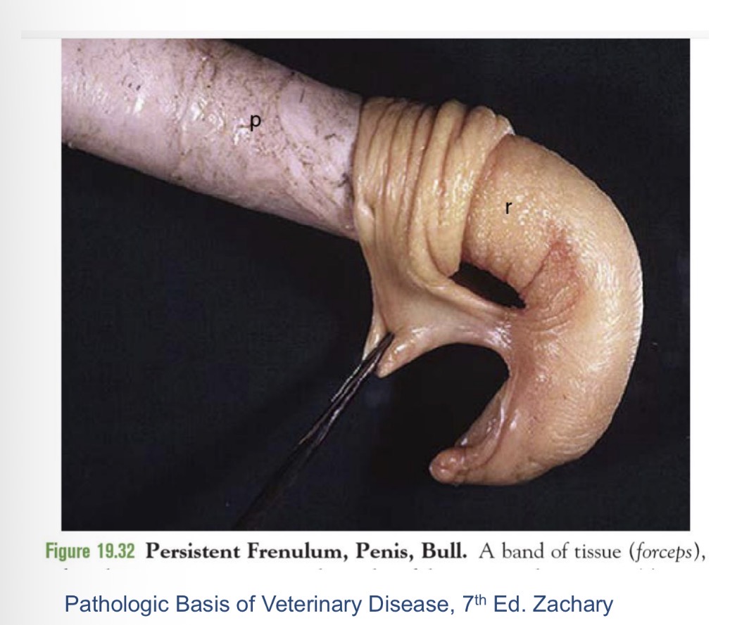 <p>persistent frenulum - def</p>