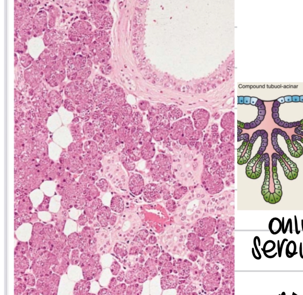 <p>Compound alveolar and serous gland </p><p>Parotid is repsionisbile for 30 % of the saluva </p><p>Adipose tissue can be present </p><p>Only serous acini!</p>