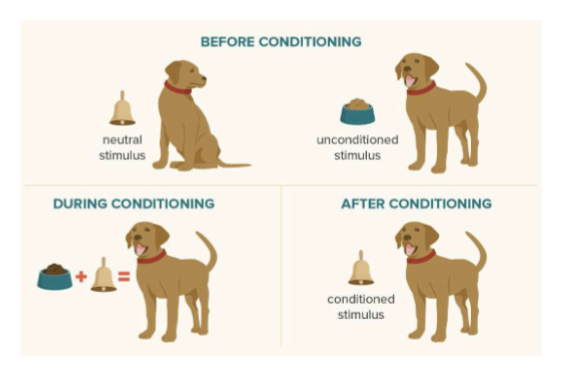 <p>key parts of classical conditioning </p>