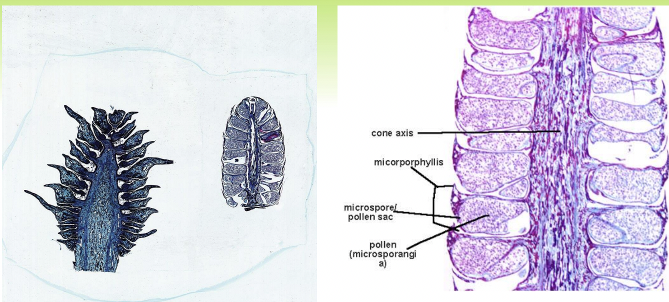 <p>male</p><ul><li><p><span>Cone is a modified shoot exhibiting a spiral arrangement of microsporophylls, each producing microspores that develop into winged pollen grains</span></p></li></ul><p></p>