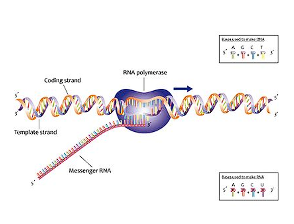 <p><span style="color: red;"><strong>RNA polymerase</strong></span> binds to a <strong>promoter</strong> sequence (like the TATA box) and synthesizes RNA in a 5’ to 3’ direction using <strong>uracil</strong> instead of thymine. This binding is regulated by enhancers and repressors.</p><ul><li><p>5-methylguanin = beginning of mRNA strand (capping)</p></li><li><p>PolyA tail= end of mRNA</p></li></ul><p></p>