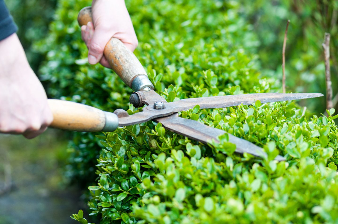 <p>to trim</p>