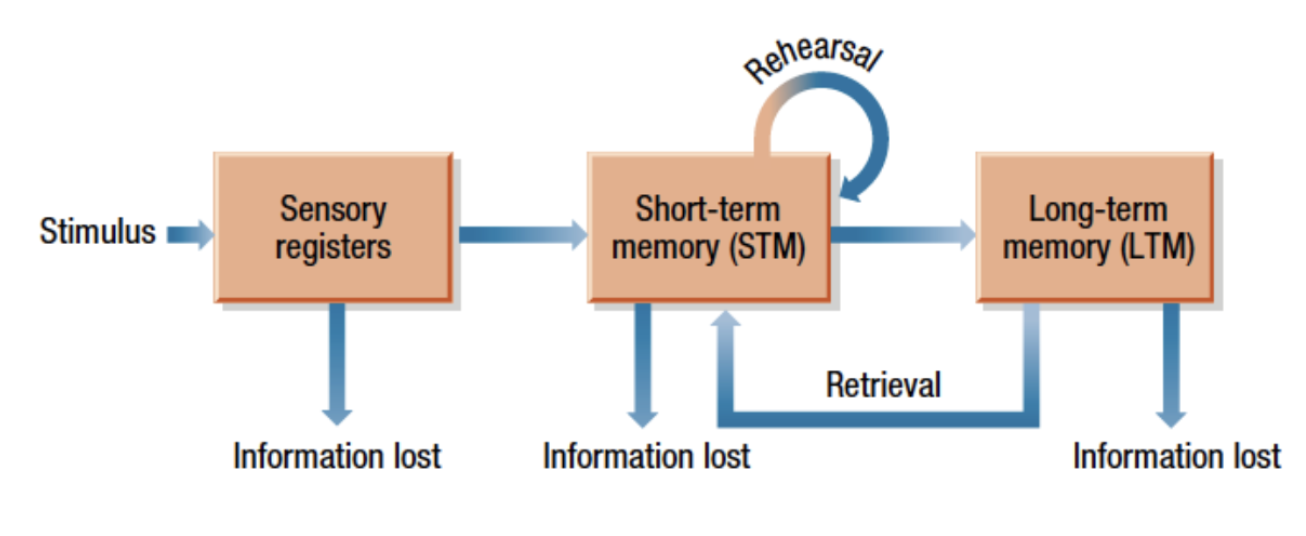<ul><li><p>A temporary, sensory-based representation of input received through sensory channels. </p></li><li><p>Only some of the information stored in sensory memory will be retained.</p></li><li><p>Iconic (visual) and Echoic (auditory) memory.</p></li><li><p>Brief duration (decays quickly)</p></li><li><p>Large capacity (relative to STM).</p></li></ul><p></p>