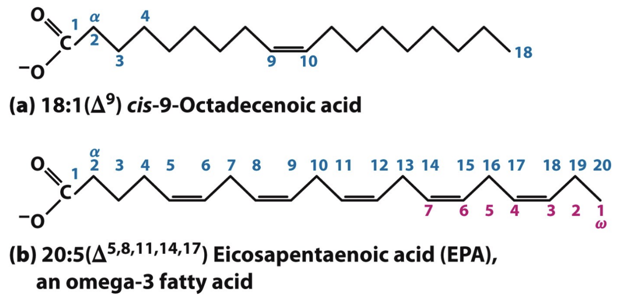 <p>Where do you start counting in PUFAS nomenclature?</p>