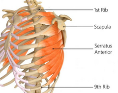 <p>Medial border of scapula</p>