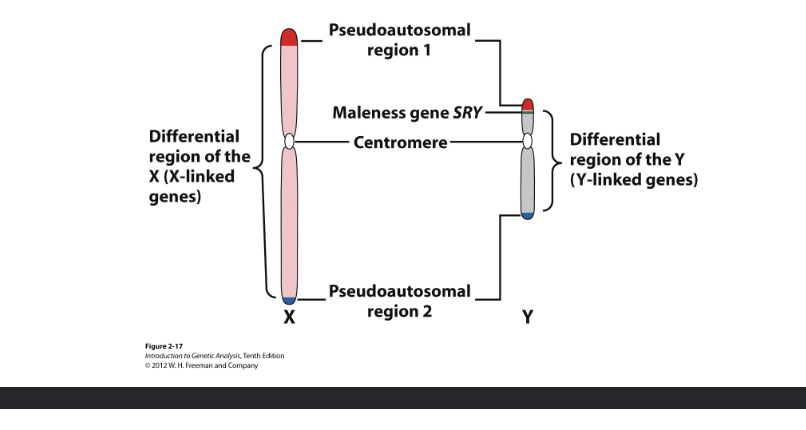 <p>Sex linkage </p><ul><li><p>Non-autosomes = SEX CHROMOSOMES </p></li></ul><p></p>