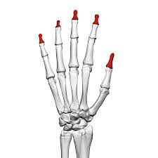 <p>Name the specific part of the bone in color</p>