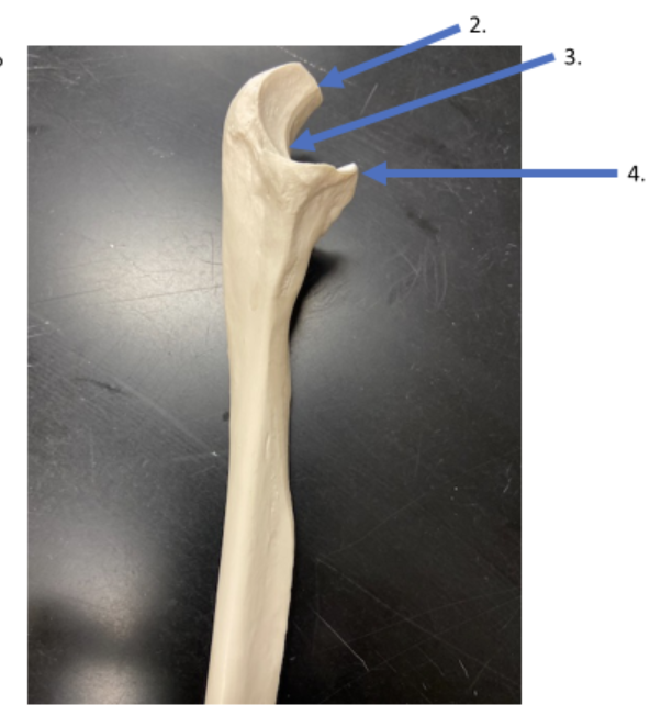 <p>what’s the name of this bone </p>
