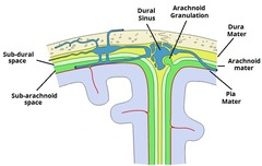 <p>What protective layers surround the CNS? [3]</p>