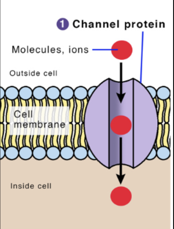 <p>channel protein </p>