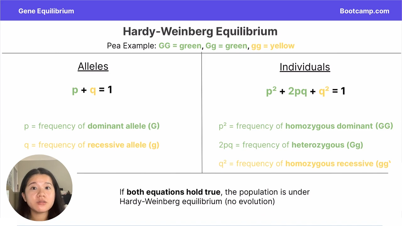 <p>p+q = 1</p><p></p><p>P = frequency of dominant </p><p>Q = frequency of recessive </p>