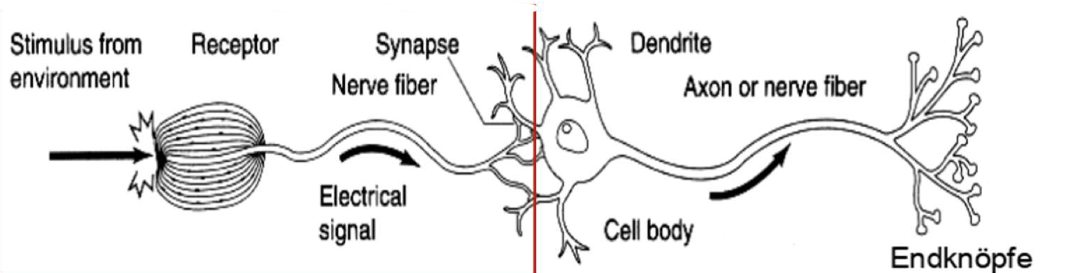 <p><span>Nervenzelle/Neuron besteht aus:</span></p><p><span>Rezeptorzelle: wandelt physikalische Umgebungsreize in neuronalen Aktivität um</span></p><p><span>Dendriten mit Synapsen: empfangen Information von vorgeschalteten Nervenzellen</span></p><p><span>Zellkörper mit Zellkern</span></p><p><span>Axon: Nervenfasern</span></p><p><span>Endknöpfe mit Synapse: leiten Informationen an nachfolgende Nervenzellen weiter</span></p>