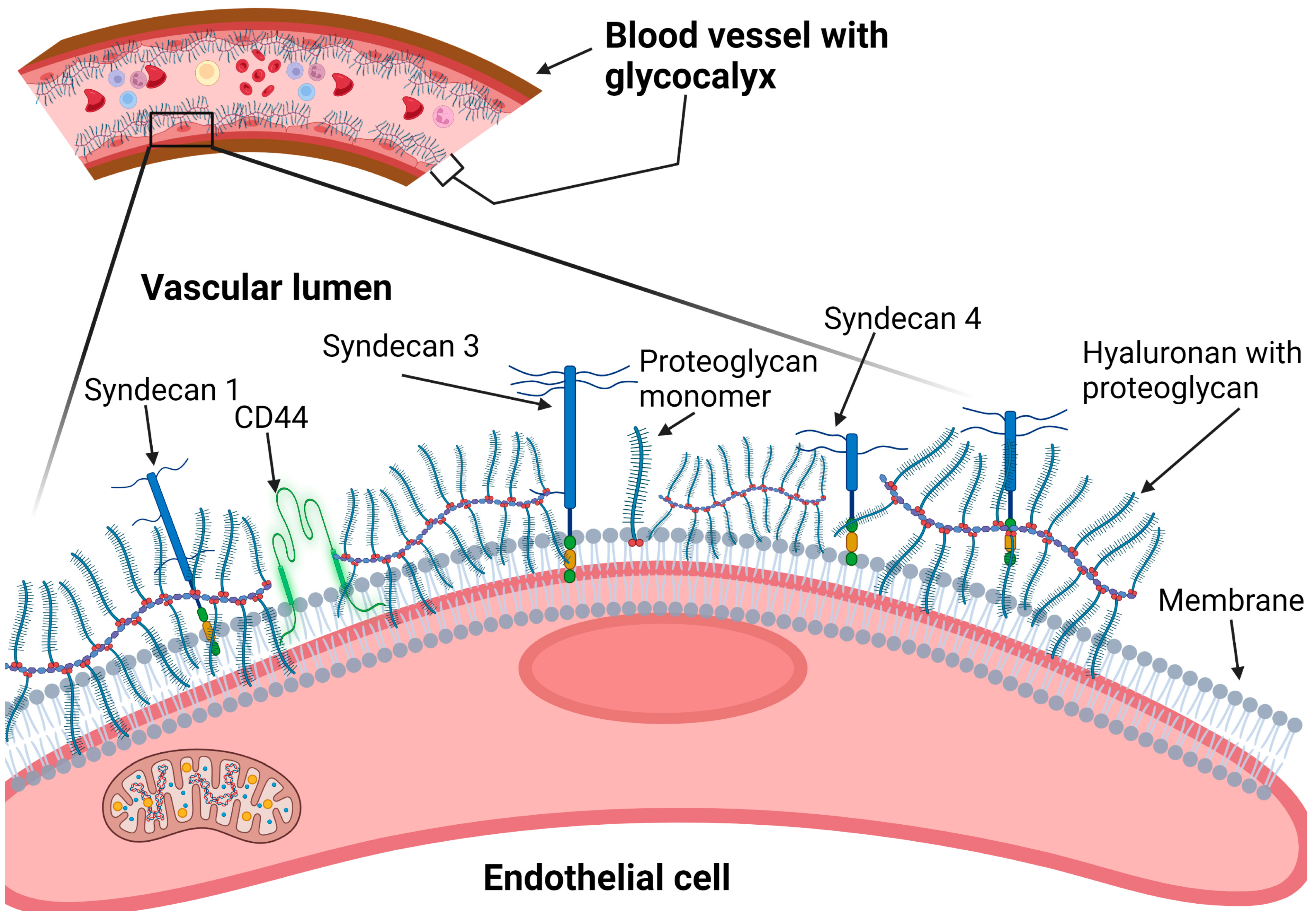<p>Endothelial glycocalyx</p>