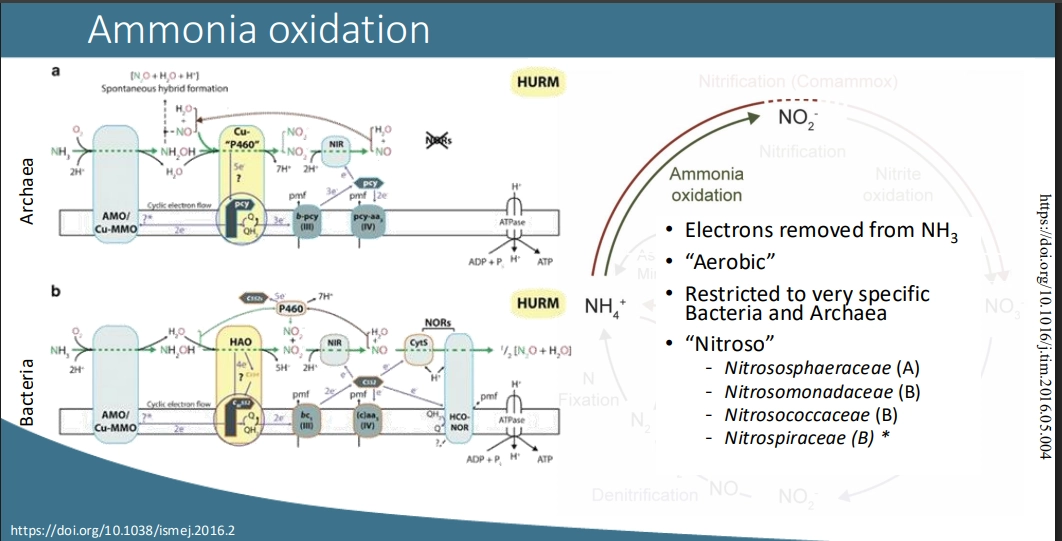<ul><li><p>aerobic conditions (we add O! remove e)</p></li><li><p>organisms denoted with the Nitroso- prefix</p></li></ul><p>(pathways)</p><ul><li><p>restricted to specific bacteria &amp; archaea with a similar but different pathway - nitrifiers </p></li></ul><ul><li><p>bacteria pathway </p></li><li><p>archaea pathway (in the same superfamily as methanotrophs, due to using shared enzymes with different specifitties in enzyme pockets to favor methane or N - with monster O radicals to do so)</p></li></ul><p>(the process itself)</p><ul><li><p>a process that uses membrane proteins, and is periplasmic - so whats occurring is external to the cell, rather than facing the cytoplasm.</p></li><li><p>e are harvested from NH4+ => forms Hydroxylamine => forms Nitrous Oxide NO-</p></li><li><p>(with enough O2) NO- => NO2-</p></li><li><p>(not enough O2) NO- is released OR denitrified => NH2 gas (&amp; released)</p></li><li><p>eg in agriculture, adding lots of NH4+ from fertiliser, if its wet and theres not alot of O2 therefore in the soil, itll just bleed out as Nitrifiers cannot actually use it</p></li></ul><p></p>