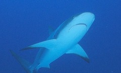 <p>Natural enemy that kills and eats alone on more than one victim</p>