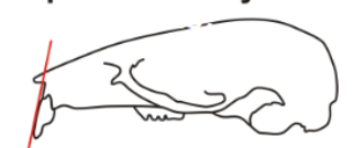 <p>Incisor procumbancy</p>