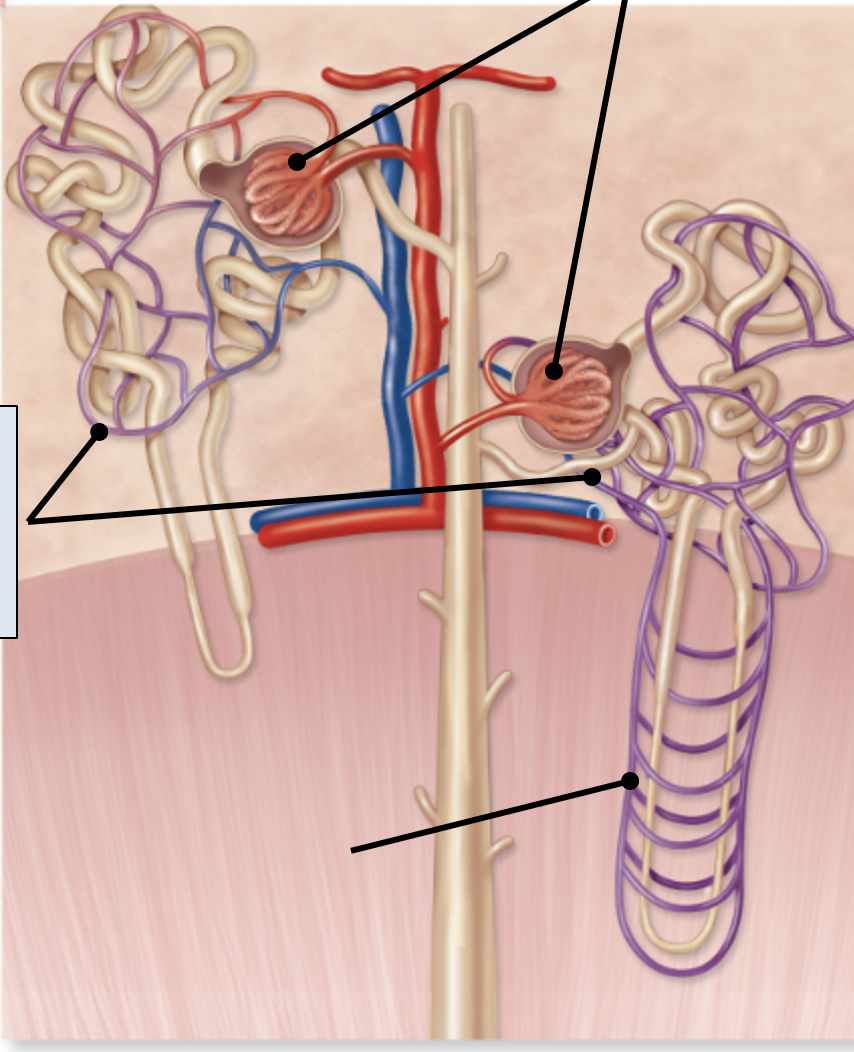 <p>peritubular capillaries</p>