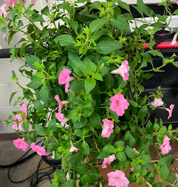 <ul><li><p>pubescent foliage</p></li><li><p>unkept appearance</p></li><li><p>any color</p></li><li><p>very large leaves compared to similar plants</p></li></ul><p></p>