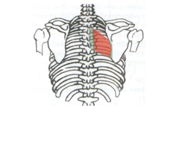 <p>Romboide mayor</p>