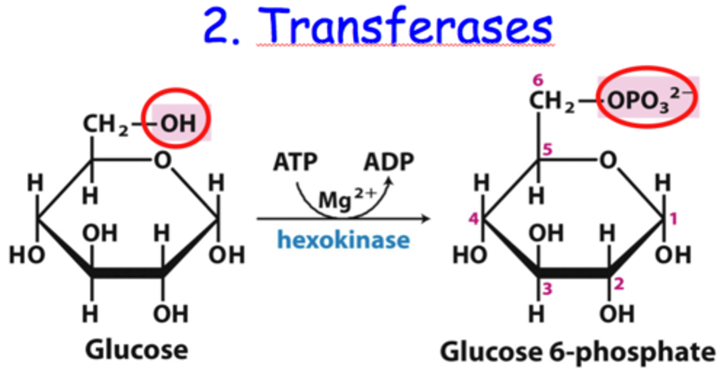 <p>Simply moves functional group from one molecule to another. A kinase, phosphorylase, etc is an example of this as they function to move a phosphate group</p>