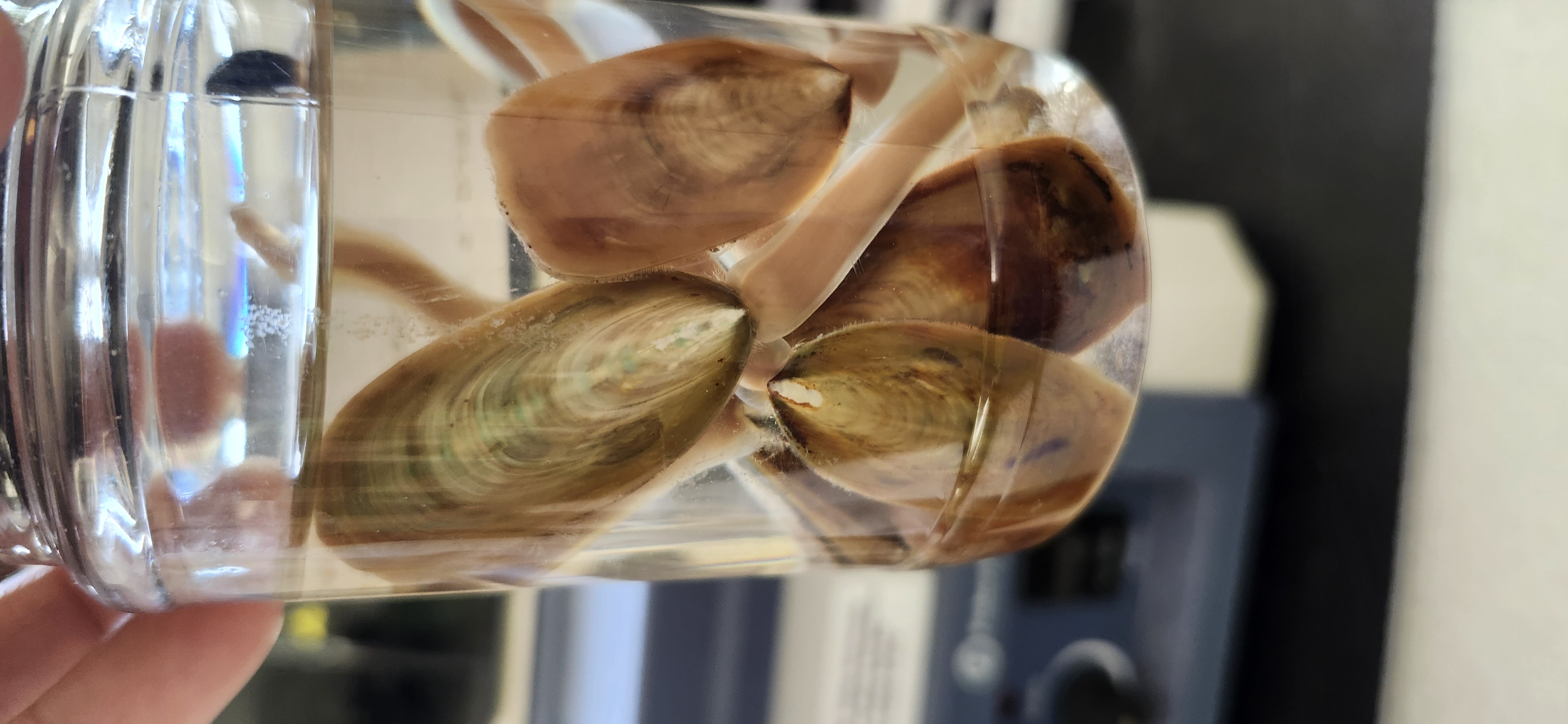<p>What is the phylum and genus of the organism?</p>