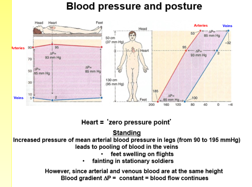 <ul><li><p>blood pressure varies when standing depending on where on the body its measured </p></li><li><p>but height doesn’t effect blood flow???</p></li></ul><p></p>