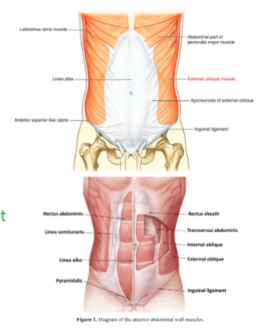 <p>Aponeurosis (Rectus Sheath)</p>