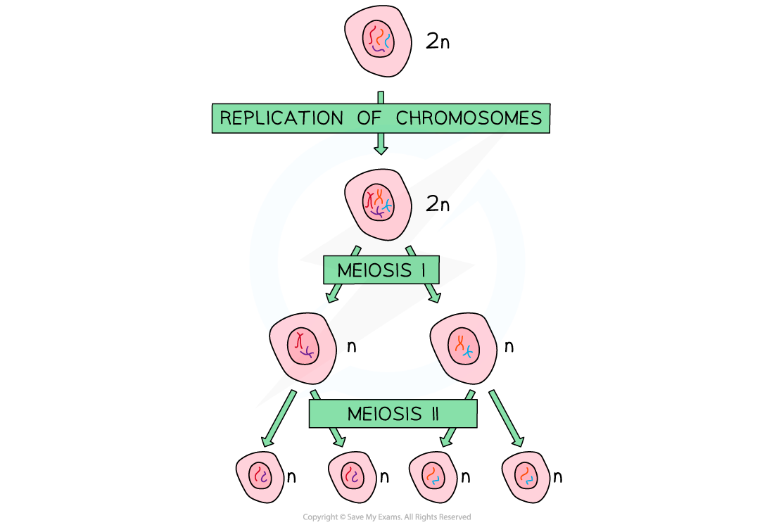 <p>diploid = interphase + meiosis 1 </p><p>haploid = meiosis 2 + at the end </p>