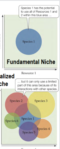 <p>range of abiotic and biotic conditions within which individuals of a species can survive, grow, and reproduce</p><p>arises from competition limiting distribution and abundance</p><p>e.g. what they eat (type, size, where found), where they live (location, climate), when they are active (day, night)</p><p>can be fundamental or realized</p>