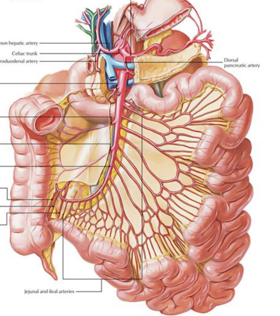 <p>Arteries of the Abdomen (Midgut)</p>
